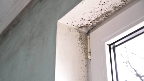 Best Mold Testing  in Taft, CA