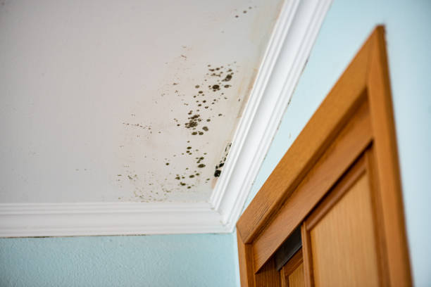 Trusted Taft, CA Mold Removal Experts