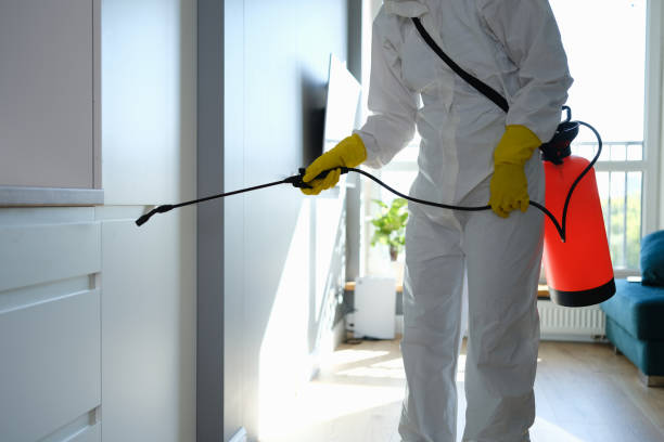 Attic Mold Removal in Taft, CA