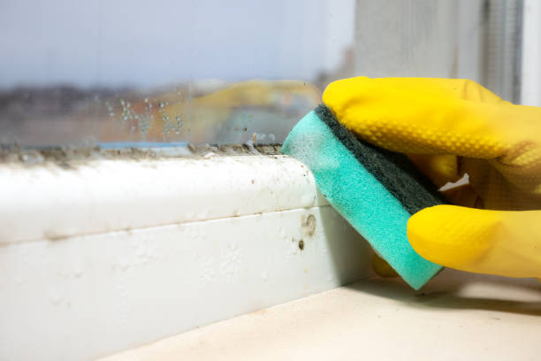 Best Mold Remediation  in Taft, CA
