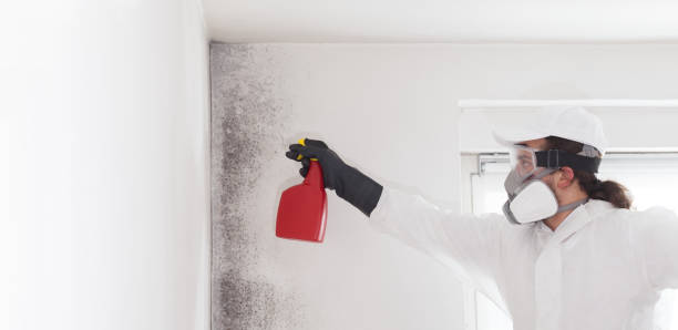 Best Attic Mold Removal  in Taft, CA