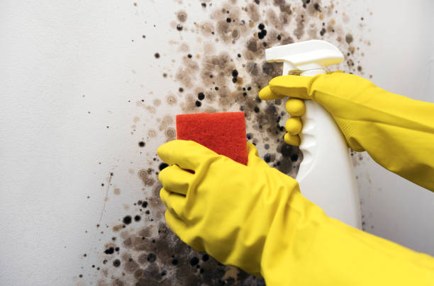 Best Mold Testing  in Taft, CA