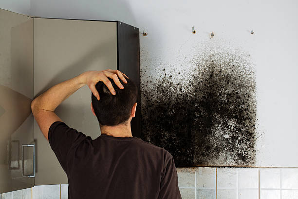 Best Mold Removal Near Me  in Taft, CA