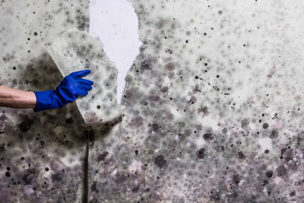 Best Water Damage Restoration  in Taft, CA