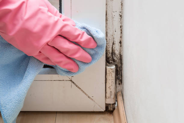 Crawl Space Mold Removal in Taft, CA