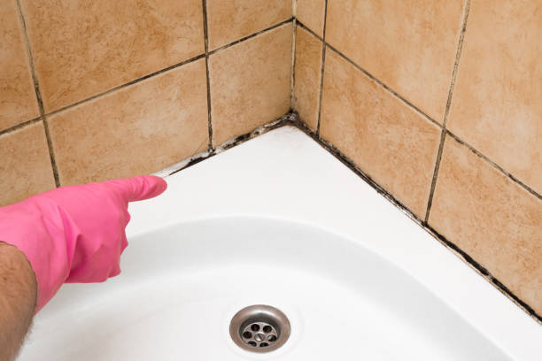 Mold Removal Process in Taft, CA