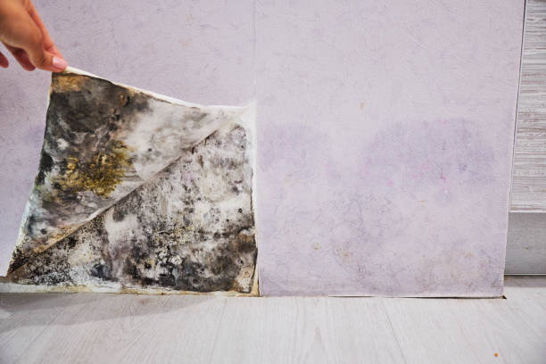 Best Mold Remediation  in Taft, CA